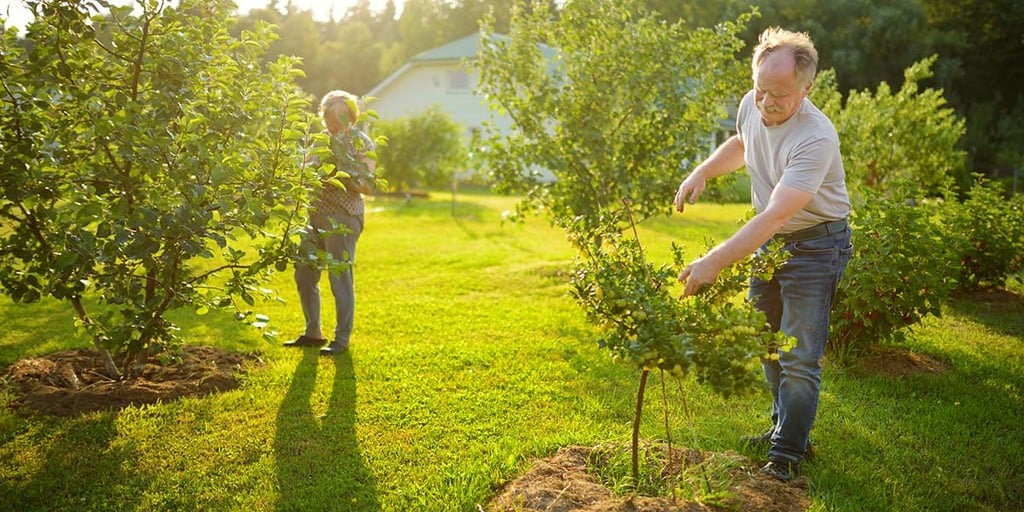 Food Forest or Forest Farm