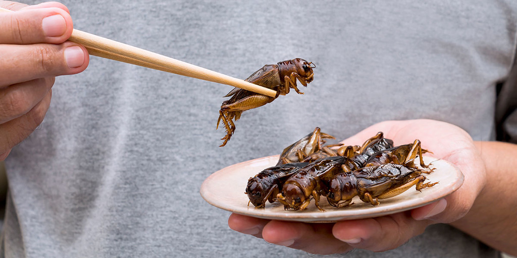 Insects Can Increase Food Security