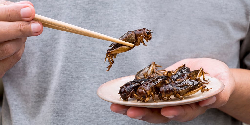 Insekten können die Ernährungssicherheit erhöhen