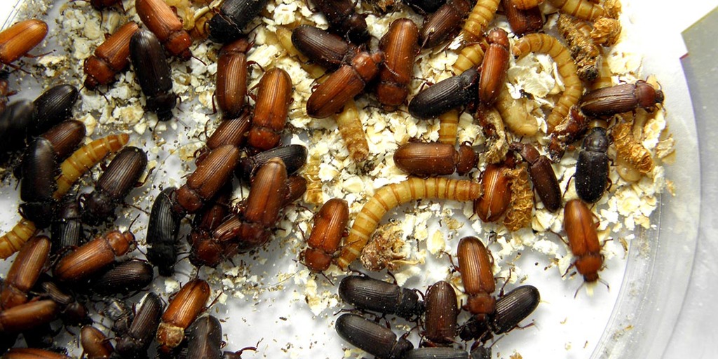 What Is Insect Farming?