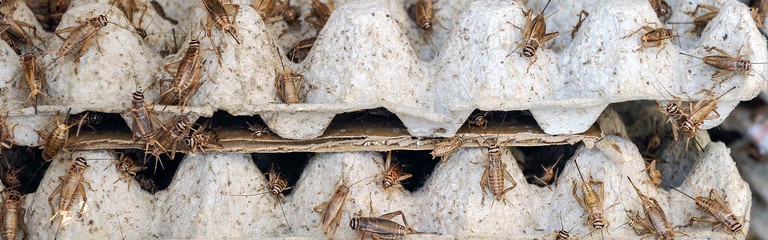Insect Farming Ultimate Guide and Examples 2