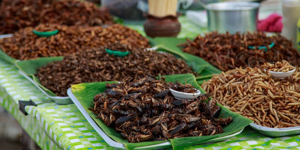 Insectos oferecem melhor eficiência nutricional