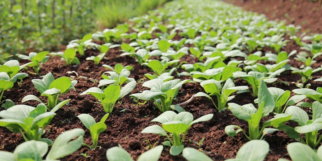 Market Gardening