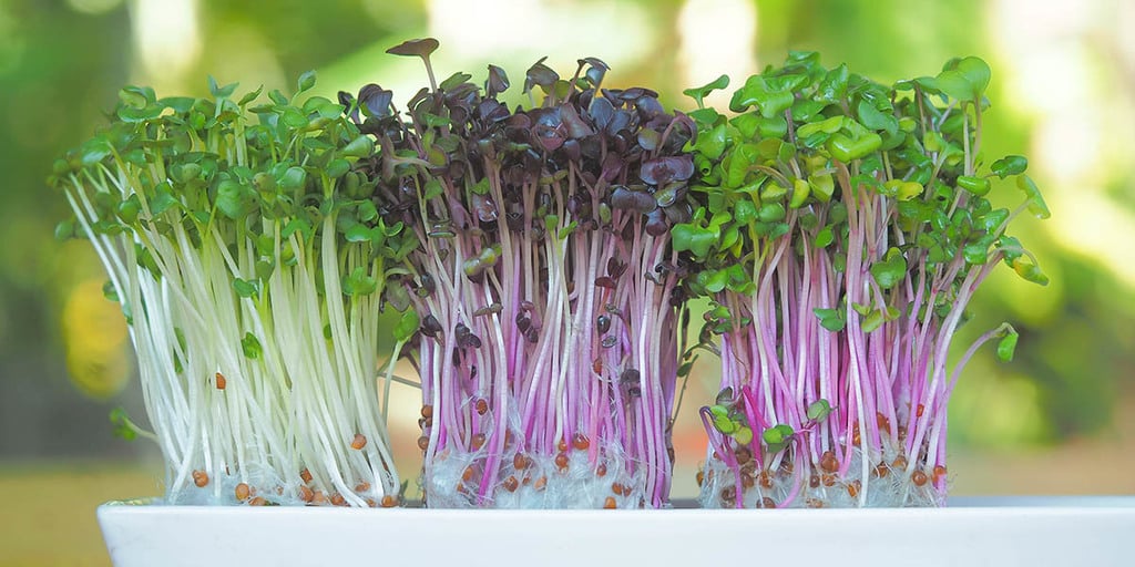 Microgreens