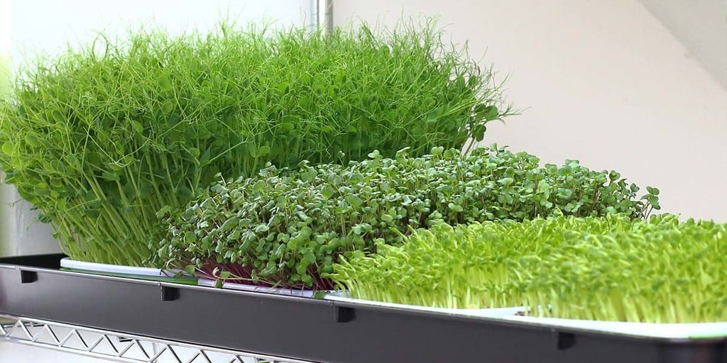 Microgreens