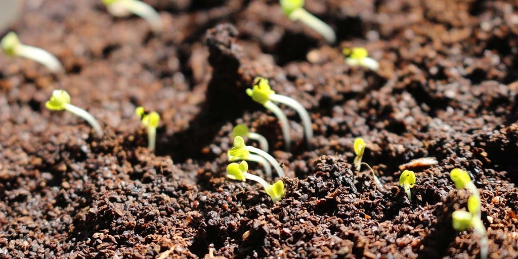 The Ideological Argument Against Growing Microgreens