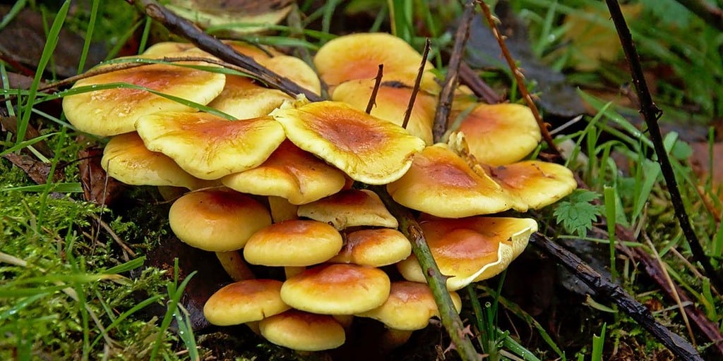 chanterelle jack o lantern