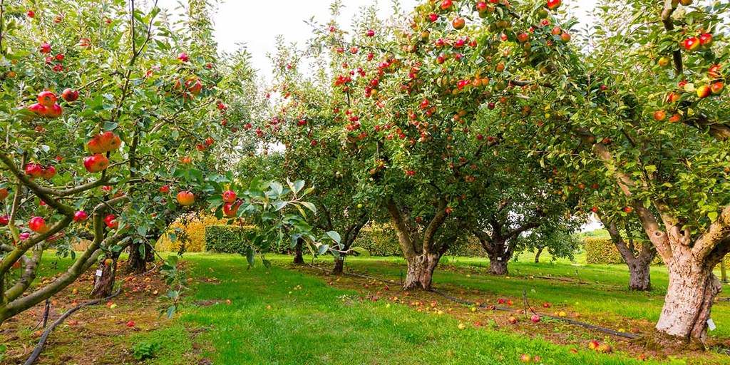 How To Create A Permaculture Food Forest Forest Garden Or Forest Farm