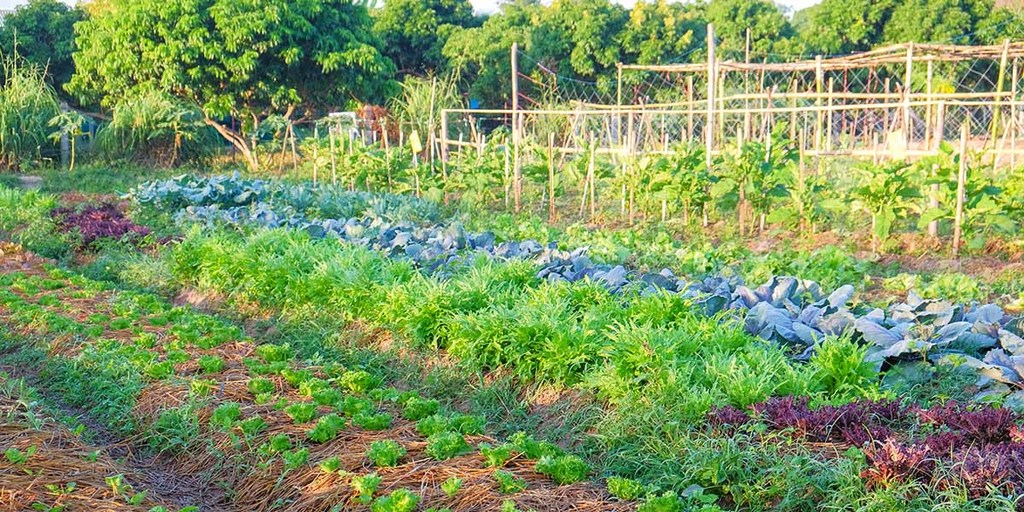 Organic Farming Practices