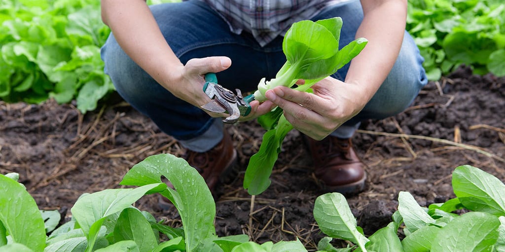 Permaculture orchard perennial vegetables