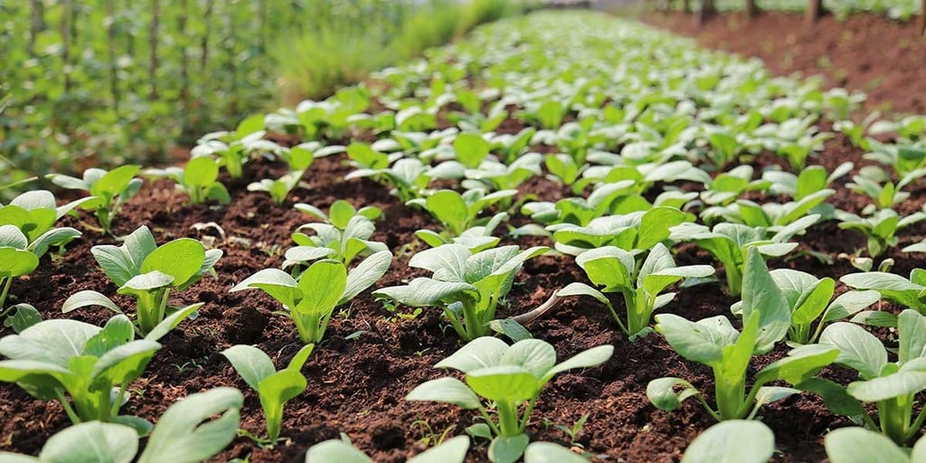 Market Gardening Definition And Examples