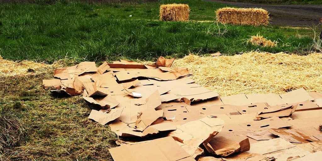 Sheet mulching is an organic no-dig technique