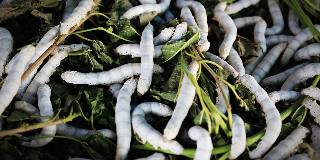 Silkworms