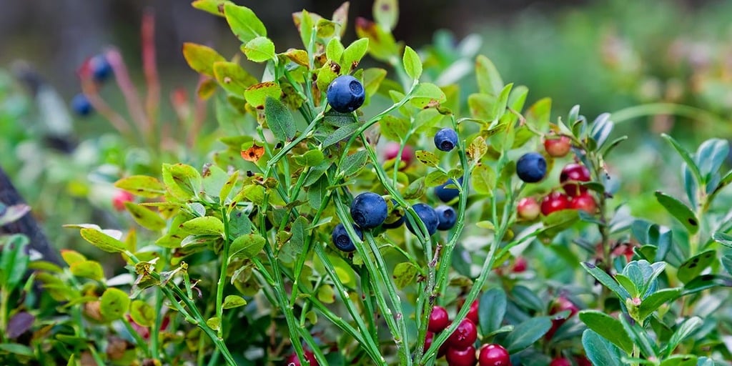 Suggested Food Forest Crops