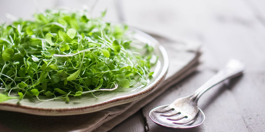 Microgreens Sustainable