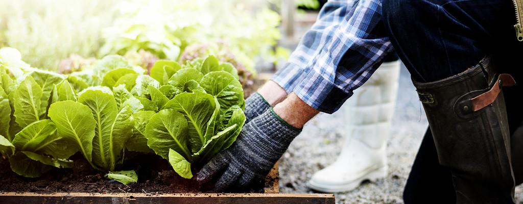 Urban Farming Ultimate Guide and Examples