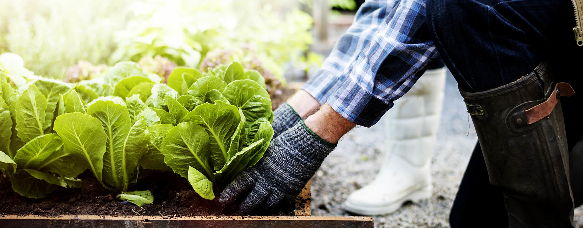 Urban Gardening