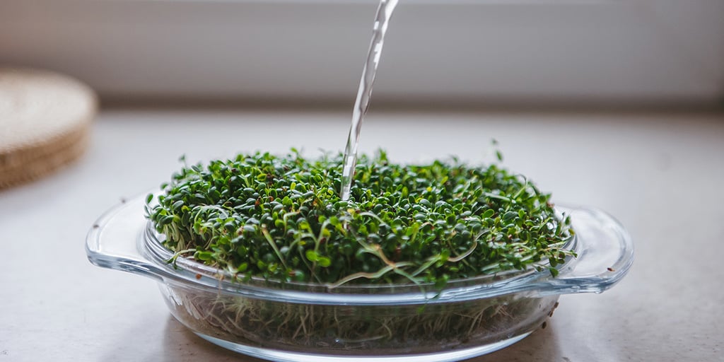 microgreens water