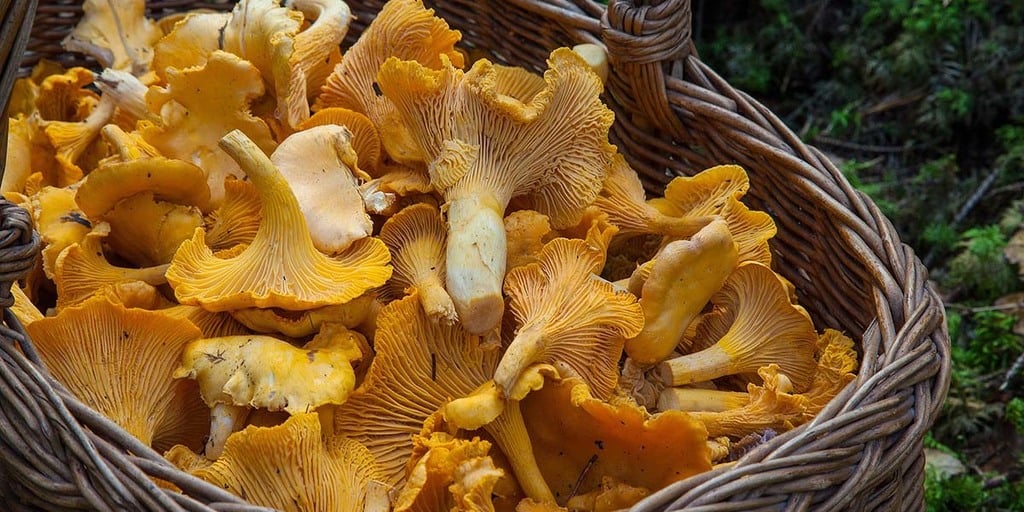 Chanterelles and Porcini Mushrooms in the Dehydrator Stock Photo