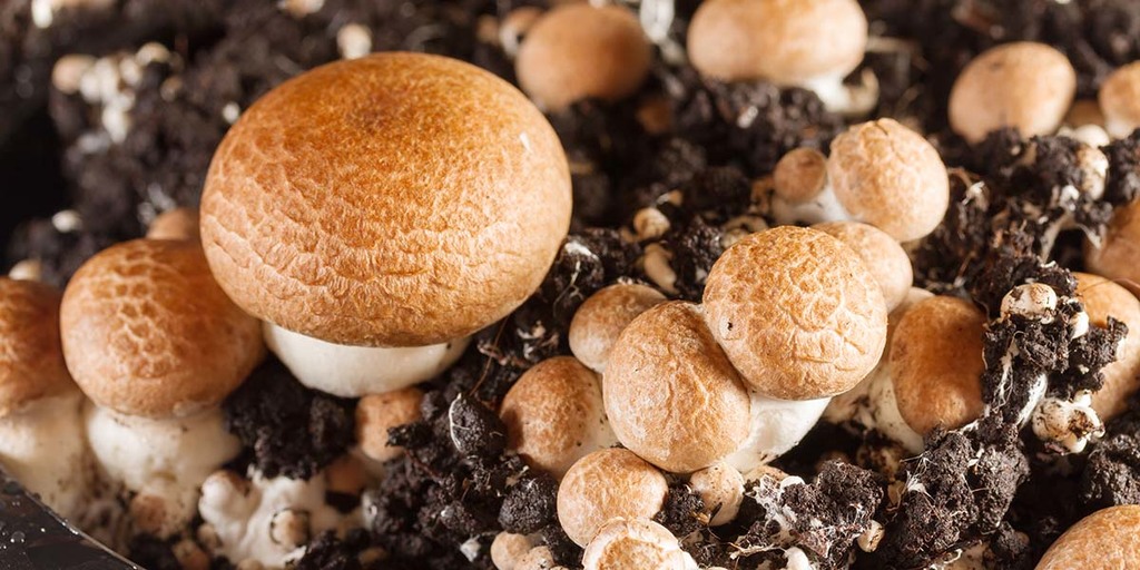 What Are Cremini Mushrooms