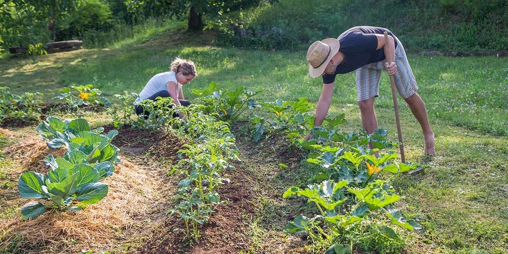 Permaculture Garden