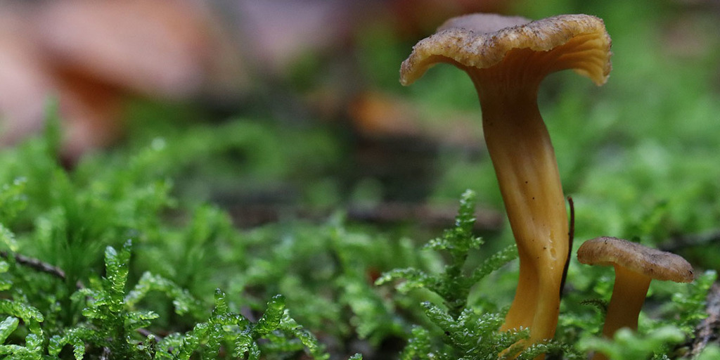 Where Do Chanterelle Mushrooms Grow?