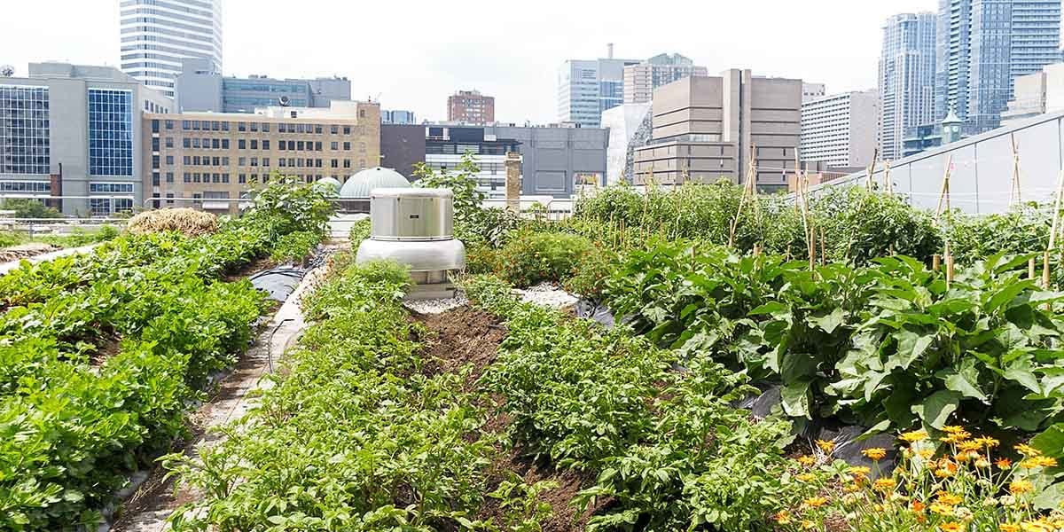 Urban Farming Ultimate Guide And Examples | GroCycle