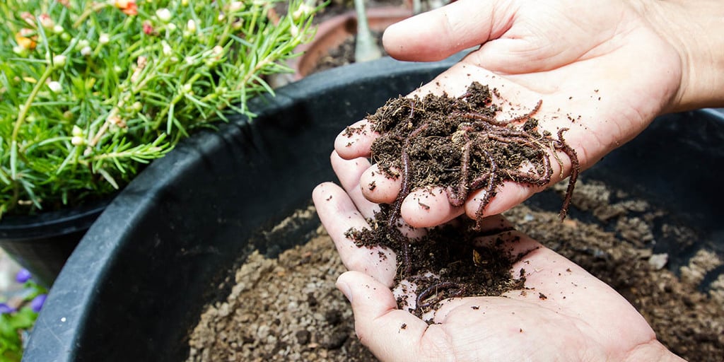 Worm Composting