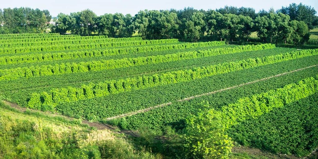 agroforestry farm