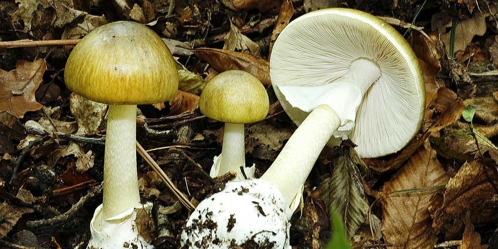 amanita mushrooms