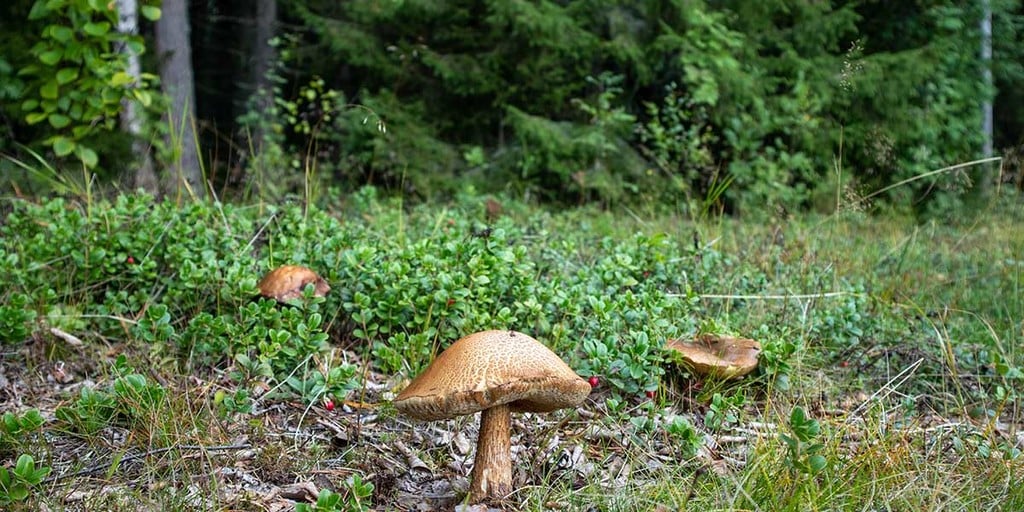 8 Parts Of A Food Forest