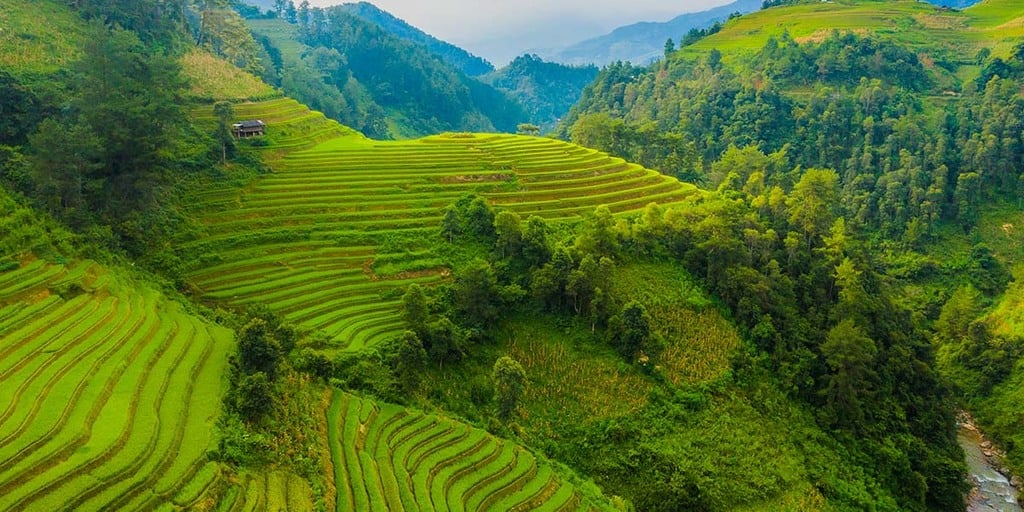 Food Forest History