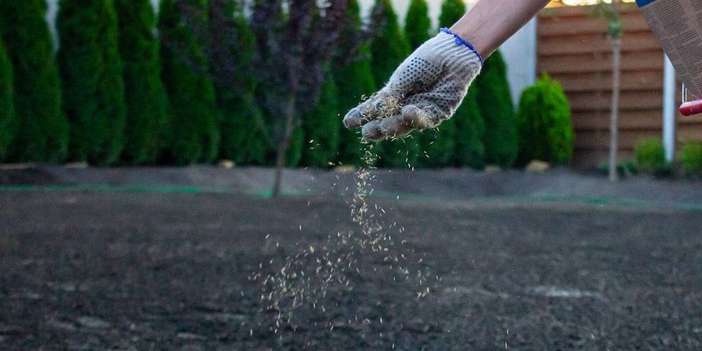 forest's soil