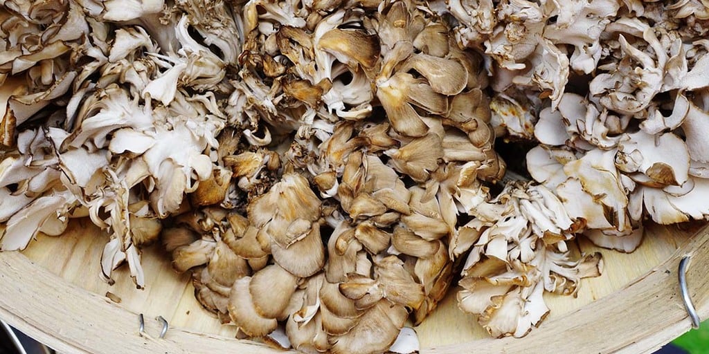 foraging for maitake mushrooms