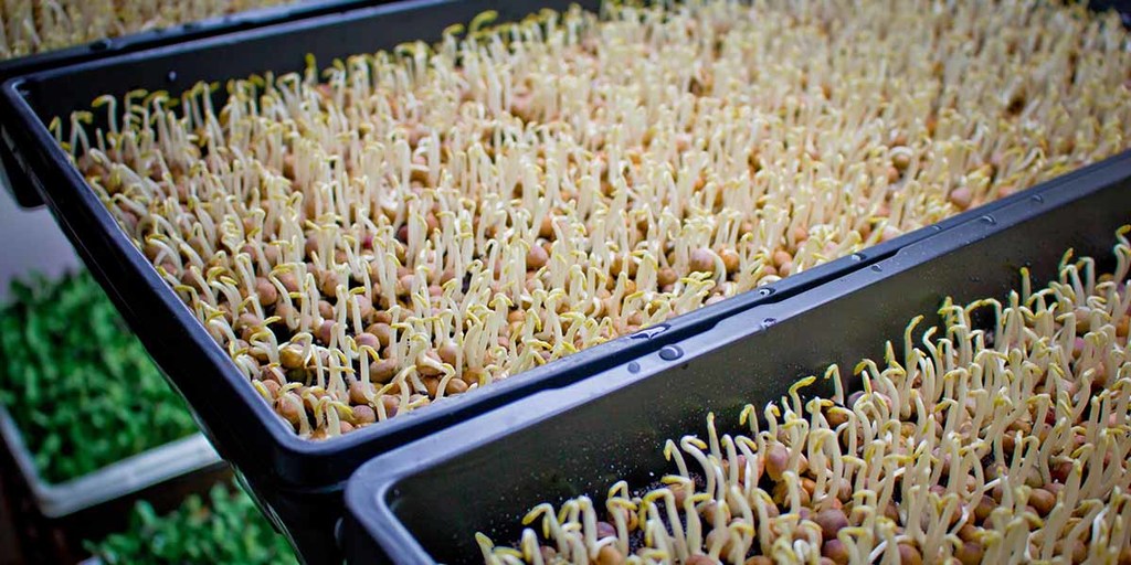 Growing Microgreens – What Does It Look Like?