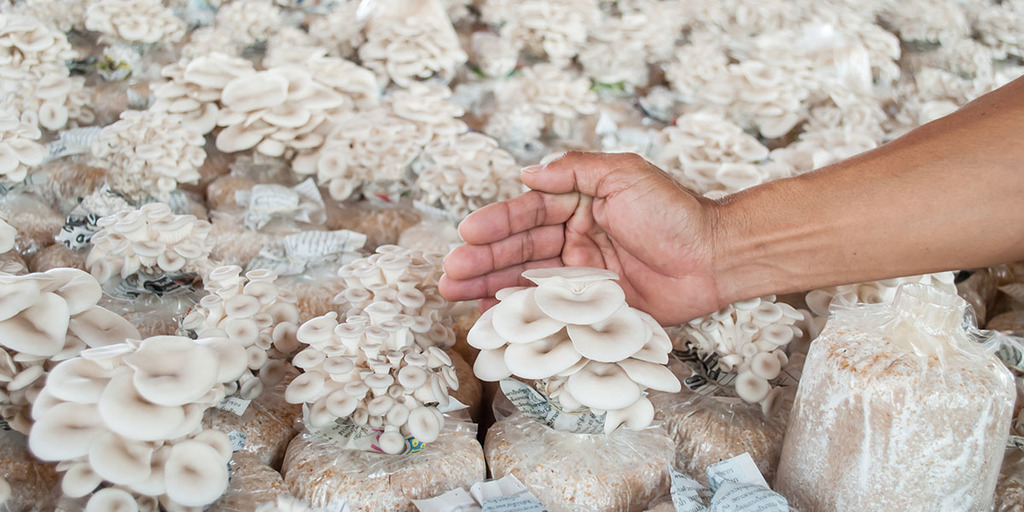 Growing Mushrooms – What Does It Look Like?