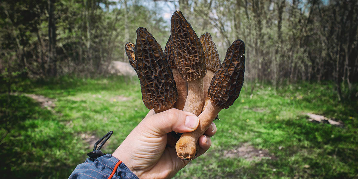 Complete Guide To Morel Mushrooms | GroCycle