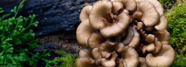 Hen of The Woods (Maitake): The Ultimate Guide