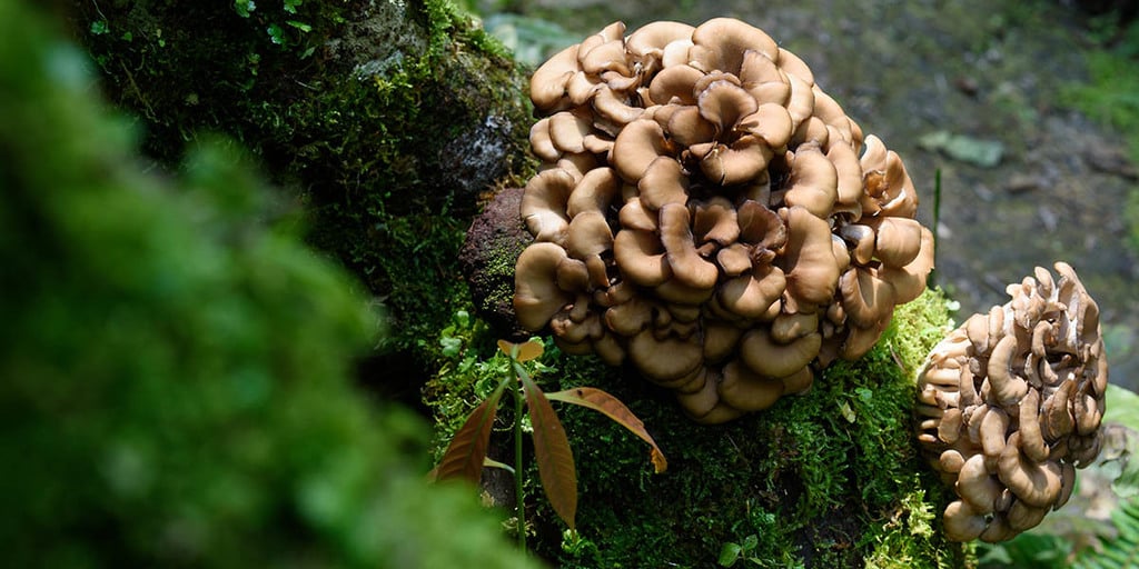 Les champignons maïtake