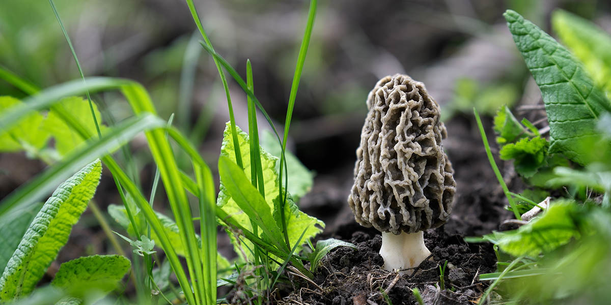 Complete Guide To Morel Mushrooms GroCycle