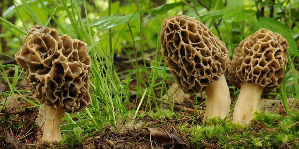 How To Identify Morel Mushrooms