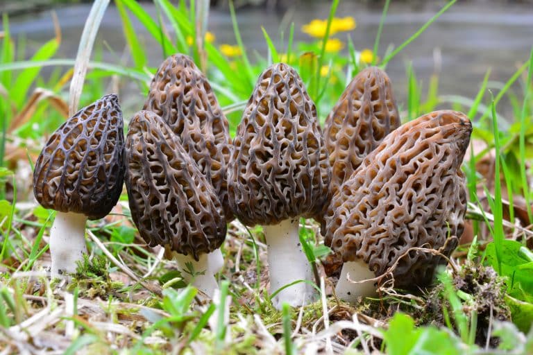 Complete Guide To Morel Mushrooms