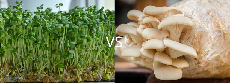Mushrooms vs Microgreens Similarities, Differences, and How They Can Work Together 1