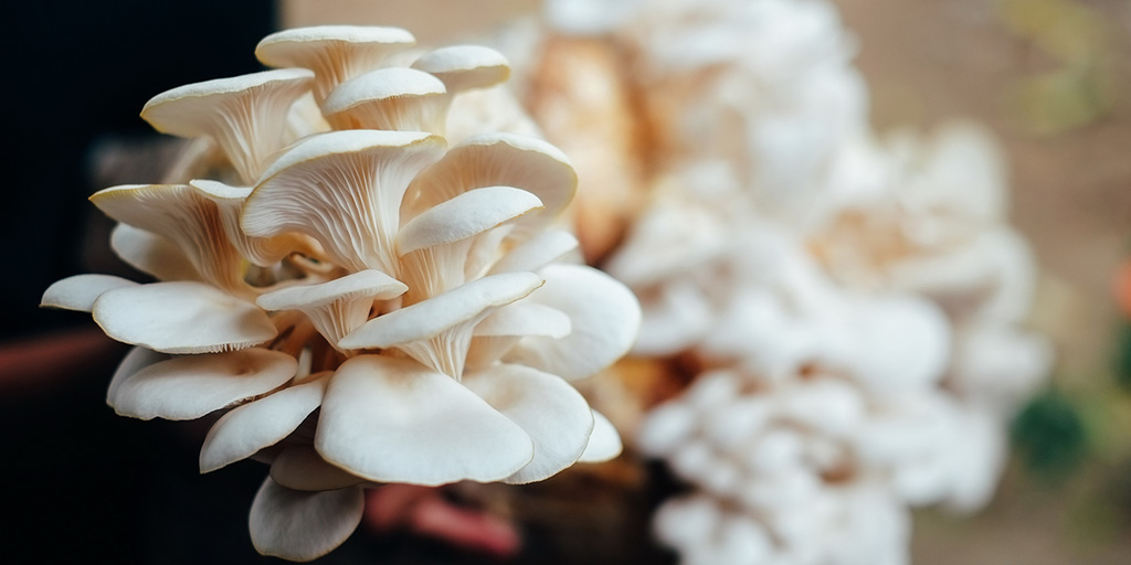 Oyster Mushrooms – A Special Case