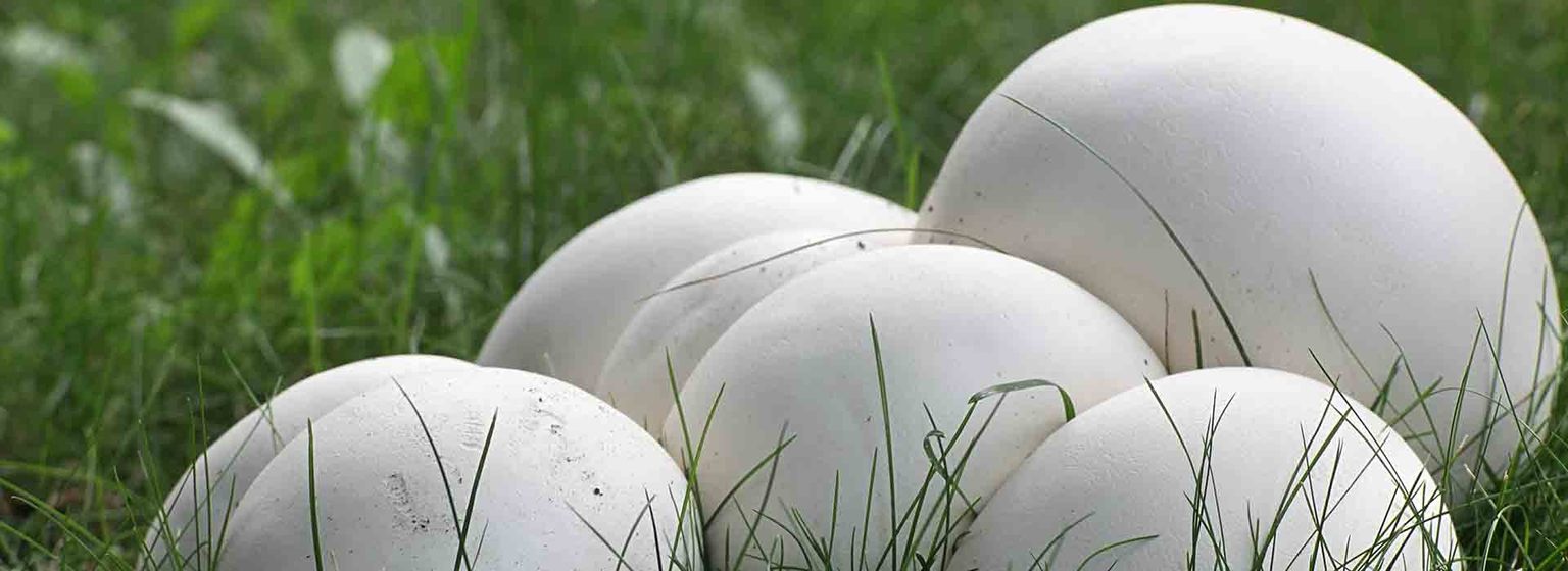 puffball-mushrooms-the-ultimate-guide-grocycle