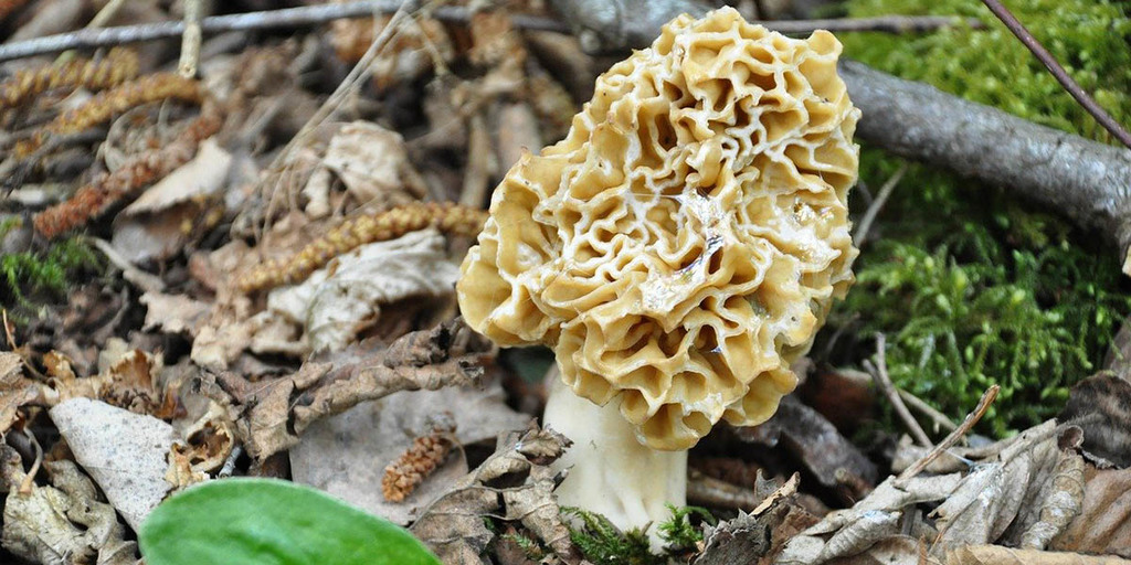 What Are Morel Mushrooms?