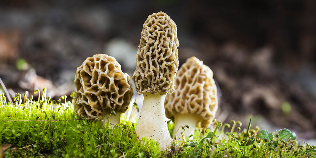 Where Do Morel Mushrooms Grow?