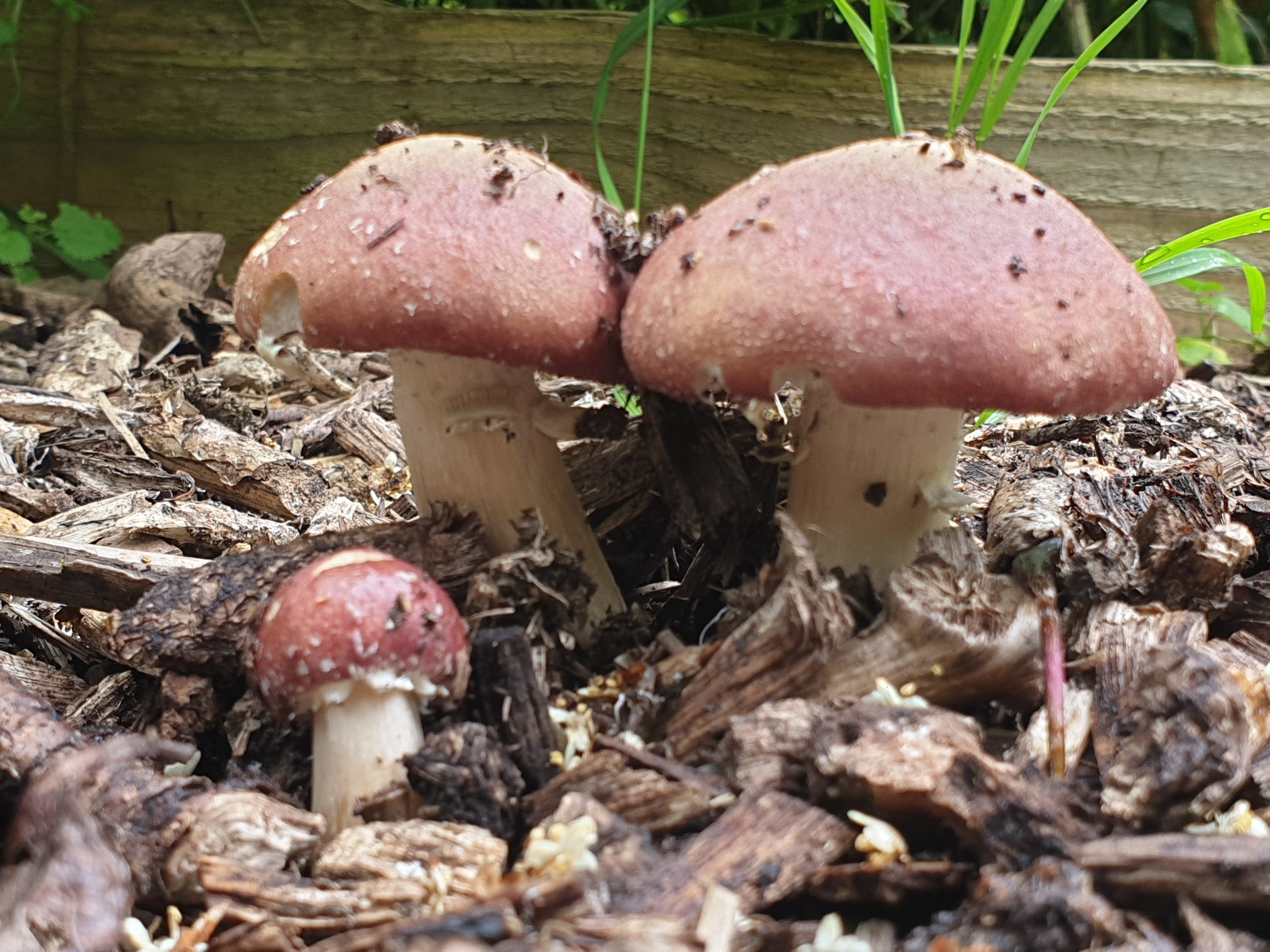 How To Grow Mushrooms Outdoors With A Mushroom Bed GroCycle