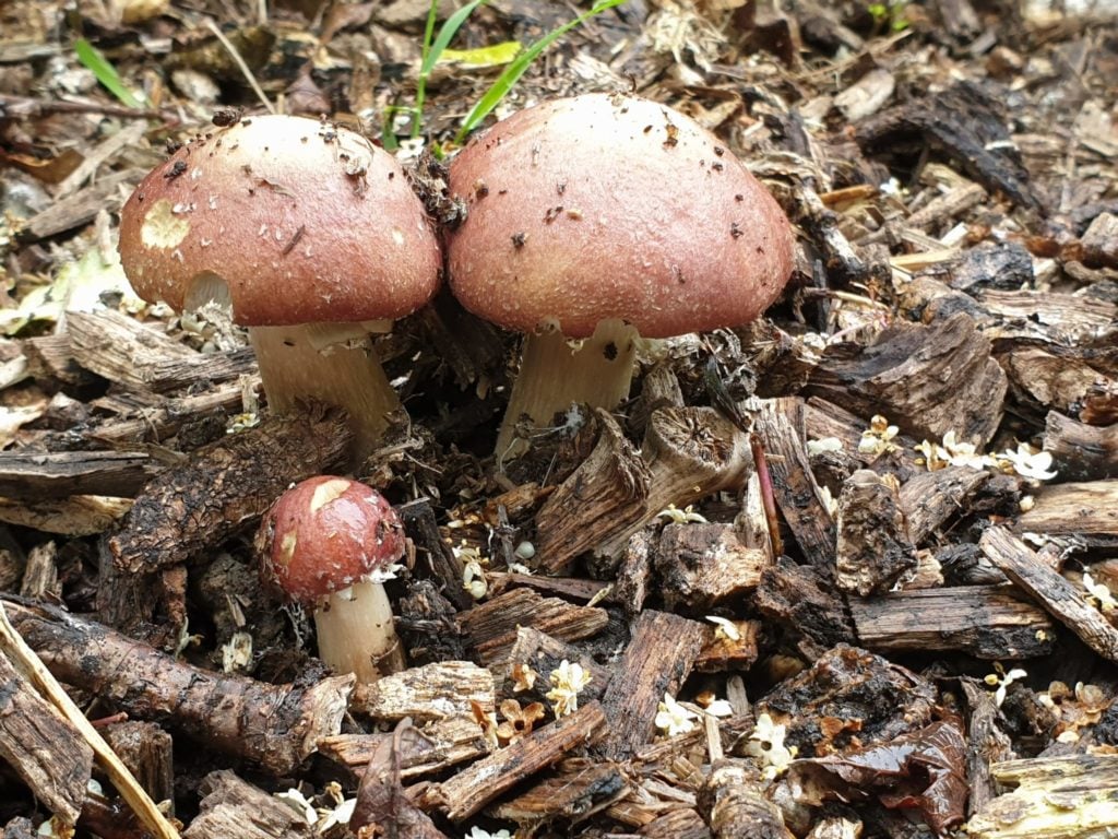 How To Grow Mushrooms Outdoors With A Mushroom Bed | GroCycle