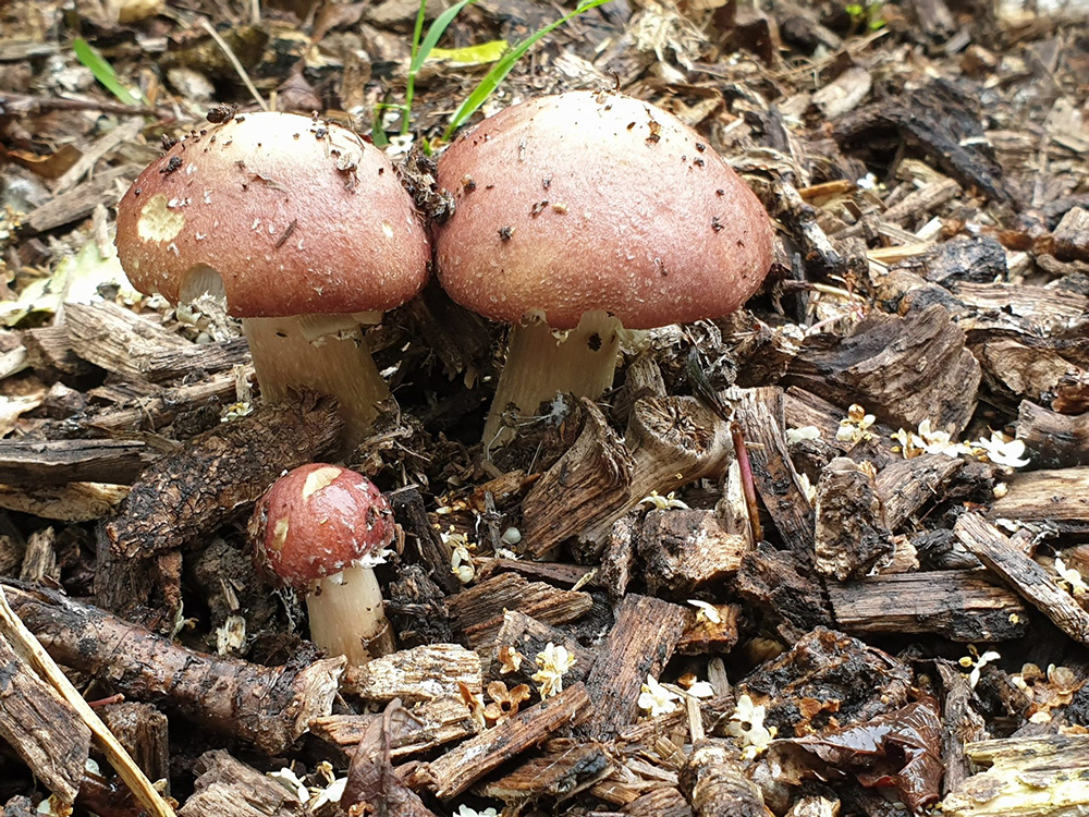 Small Wooden garden Mushrooms toadstools